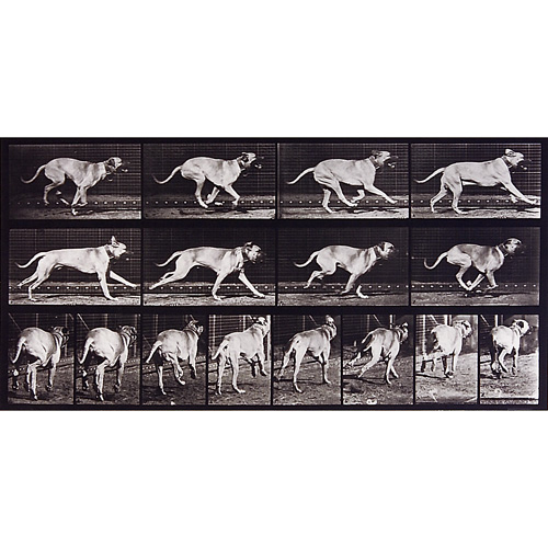 Appraisal: Eadweard Muybridge British American - Animal Locomotion plate nos plate