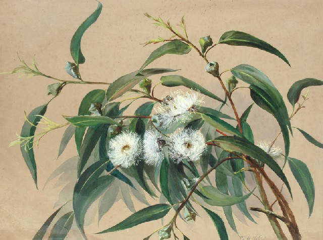 Appraisal: G Hofer Possibly th century Flowering Gum watercolour signed 'Pne