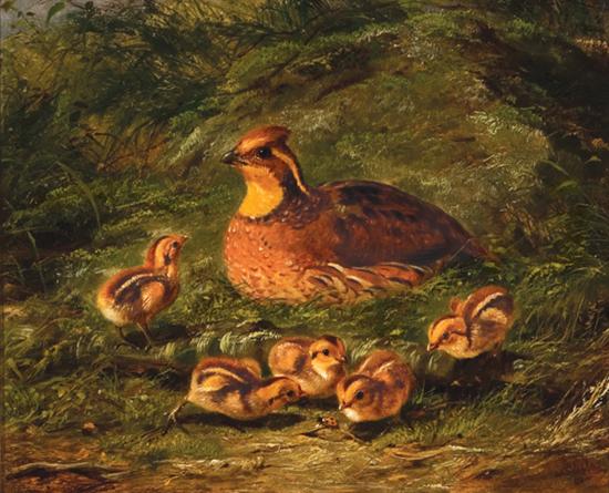 Appraisal: TAIT ARTHUR FITZWILLIAM American - ''Quail and Young''oil on board