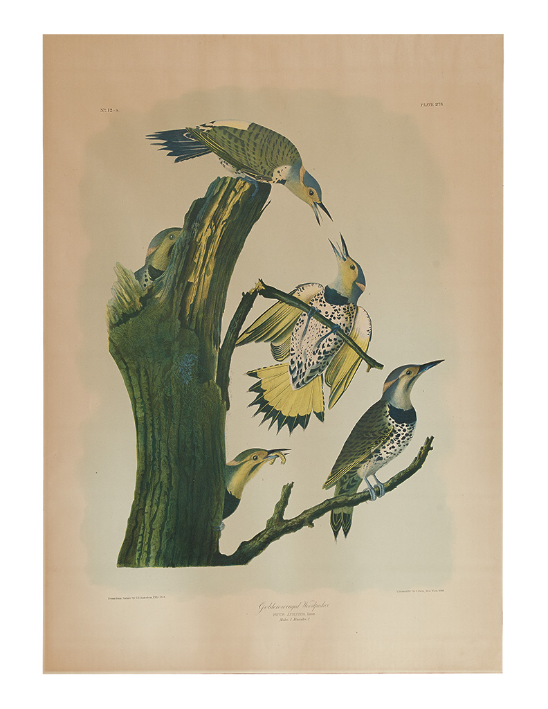 Appraisal: AUDUBON JOHN JAMES and BIEN JULIUS Gold Winged Woodpecker No