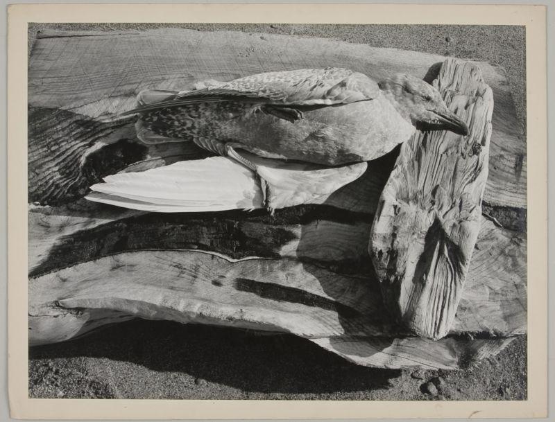 Appraisal: Minor White American b MN - gelatin silver print Dead