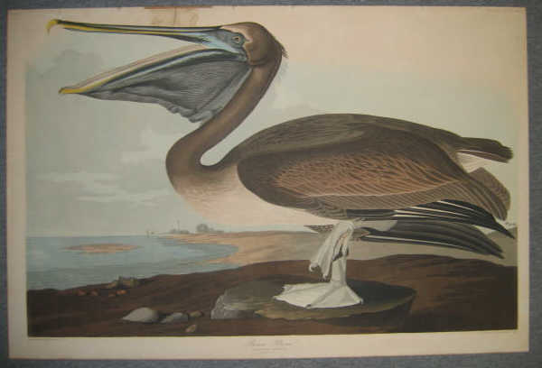 Appraisal: AFTER JOHN JAMES AUDUBON AMERICAN - BROWN PELICAN engraving with