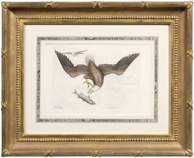 Appraisal: Mark Catesby engraving British - quot The Bald Eagle quot