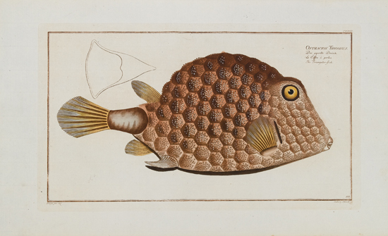 Appraisal: FISHES Bloch Marcus Elieser Group of lovely hand-colored engraved plates