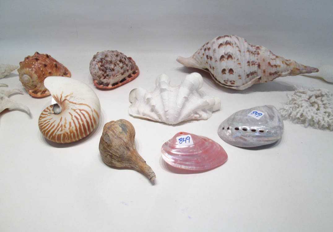 Appraisal: COLLECTION OF SEASHELLS AND SEA LIFE consisting of conch horn