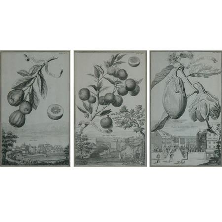 Appraisal: Artist Unknown FRUIT AND LANDSCAPE STUDIES Three engravings Estimate nbsp