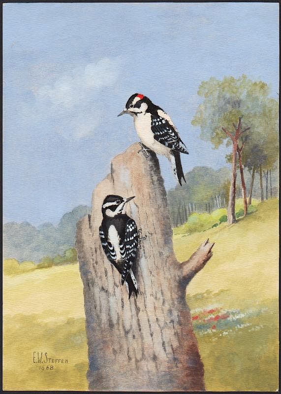 Appraisal: Steffen Watercolor of Downy Woodpecker Downy Woodpecker Earnest W Steffen