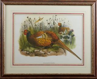 Appraisal: John Gould Phasianus Shawi th c pheasant p John Gould