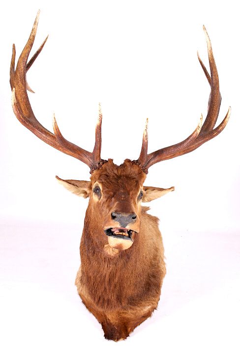 Appraisal: Montana Bull Elk Shoulder Trophy Mount This lot offers you