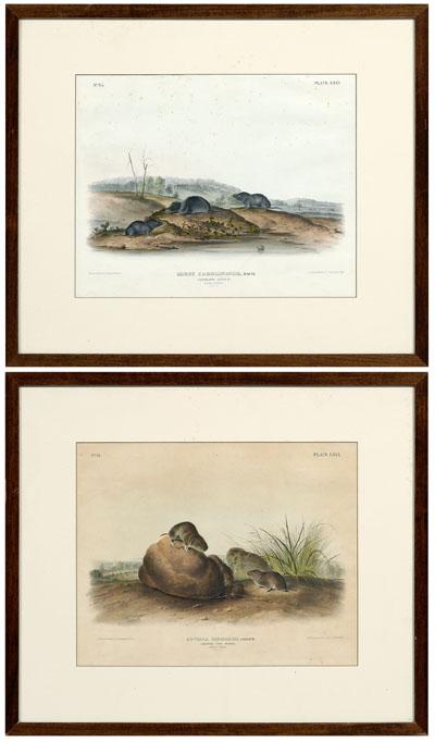 Appraisal: Two Bowen edition Audubon prints from The Vivaparous Quadrupeds of