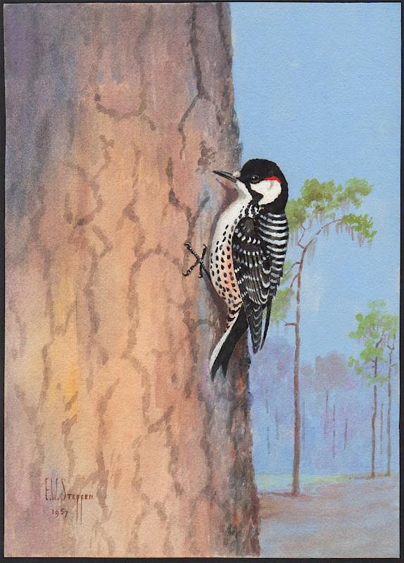 Appraisal: Steffen Watercolor of Red-Cockaded Woodpecker Red-Cockaded Woodpecker Earnest W Steffen