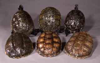 Appraisal: Group of Six Snapping Turtle Shells th c Miss Group