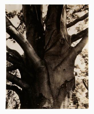 Appraisal: Ira Wright Martin photograph American - tree trunk detail titled