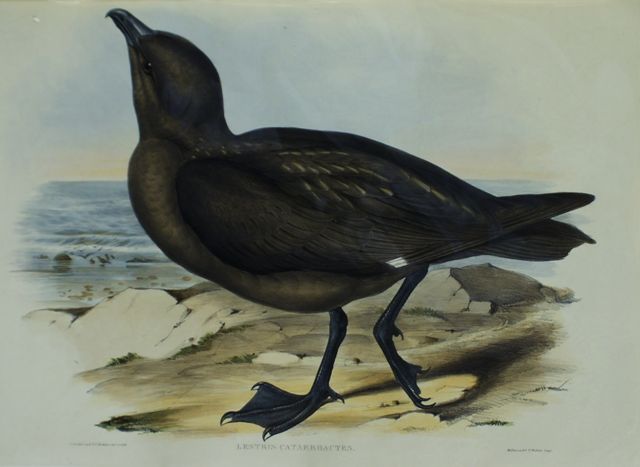 Appraisal: Skua Gull Lestris Catarrhactes