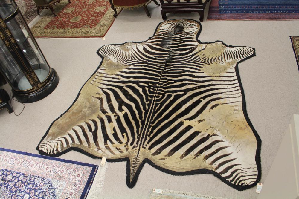 Appraisal: AFRICAN ZEBRA SKIN FLOOR RUG double black felt backing '