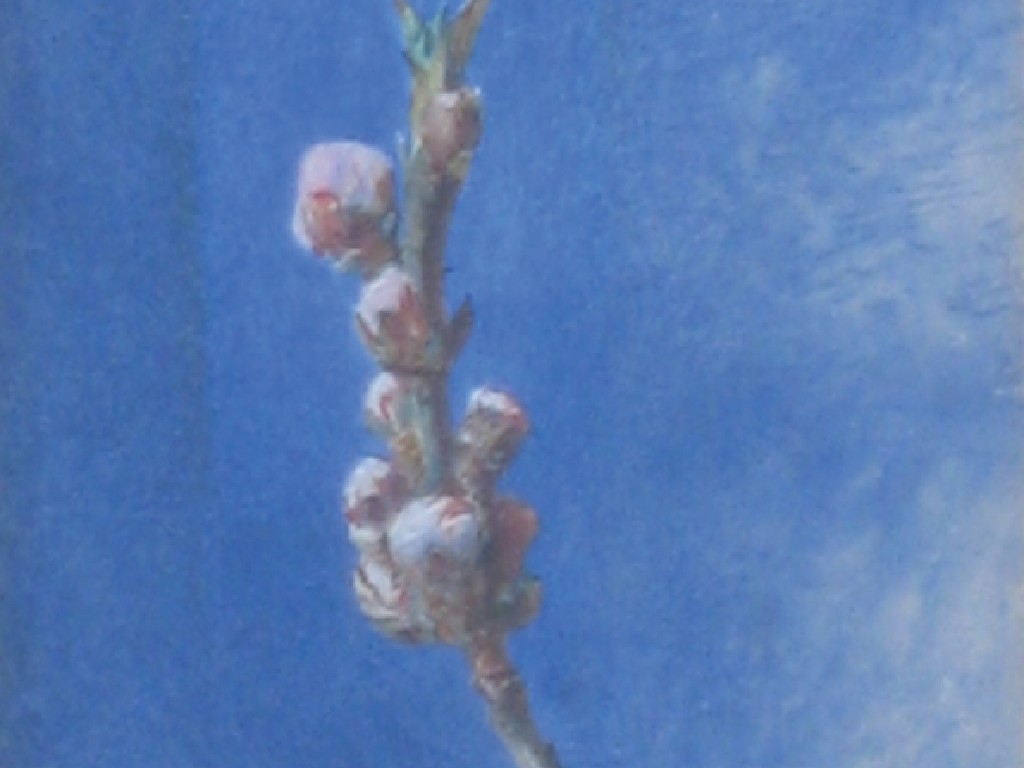 Appraisal: JOHN RUSKIN A branch of cherry blossom against a blue