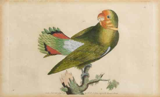 Appraisal: Six Handcolored Engravings depicting various bird specimens perched atop branches