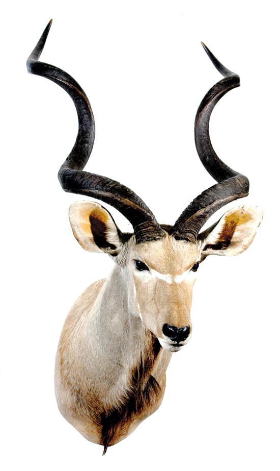 Appraisal: Taxidermy kudu specimen shoulder mount H Other Notes Purchasers are