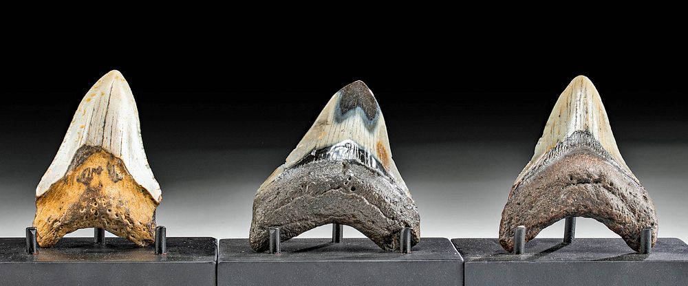 Appraisal: Three Fossilized Megalodon Teeth - A Fine Trio Ancient Seas