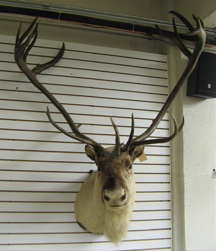 Appraisal: ALASKAN CARIBOU TROPHY HEAD MOUNT the large rack of horns