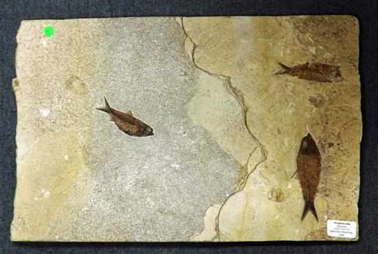 Appraisal: KNIGHTIA ALTA FISH FOSSIL Wyoming USA This x centimetre fossil