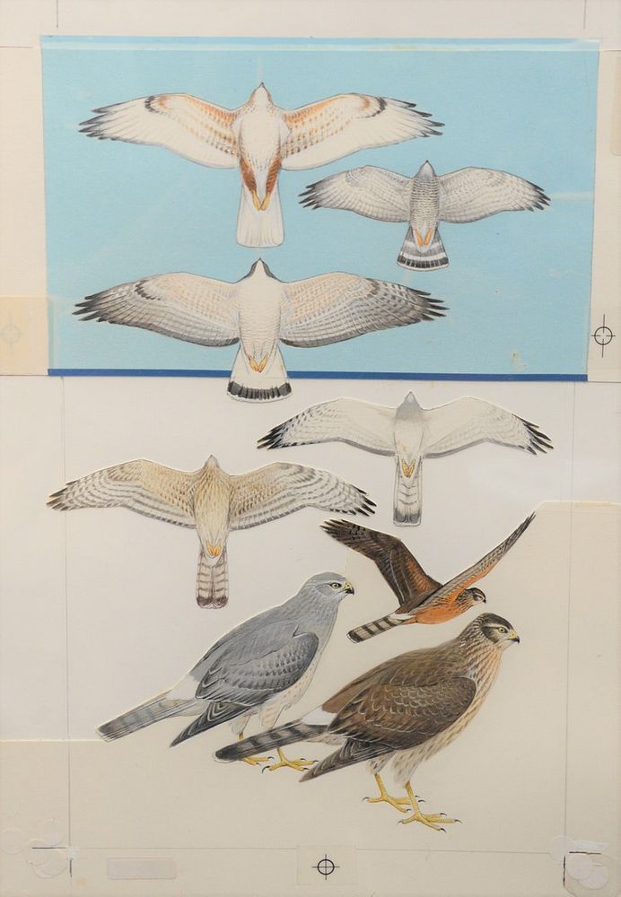 Appraisal: Roger Tory Peterson American - Northern Harrier Boueos gouache watercolor