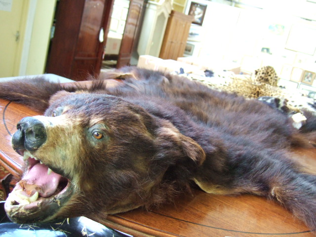 Appraisal: A black bear skin with skull mount cm long