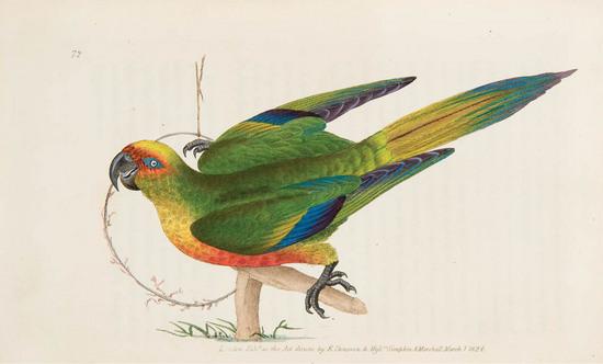 Appraisal: DONOVAN Edward - The Naturalist's Repository of Exotic Natural History