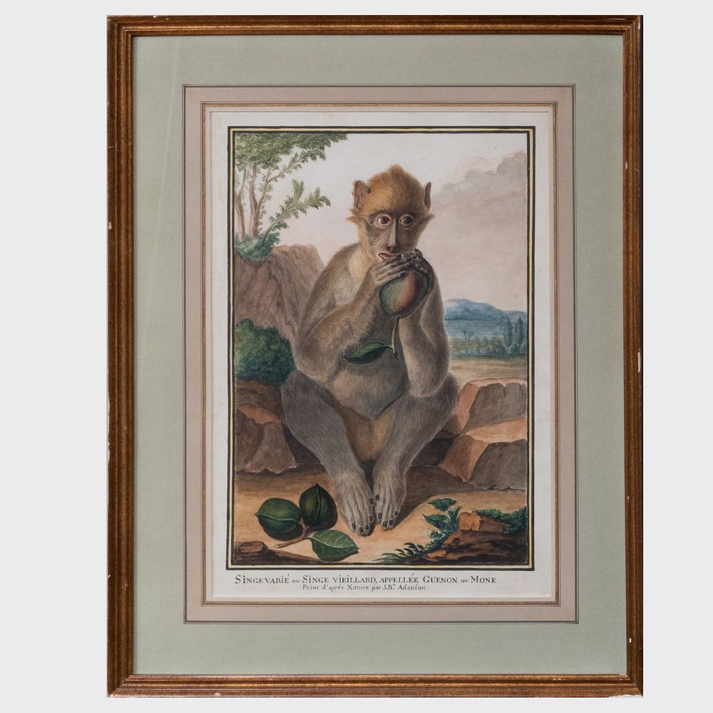 Appraisal: Attributed to Jean-Baptise Adanson - Singe vari Ink and watercolor