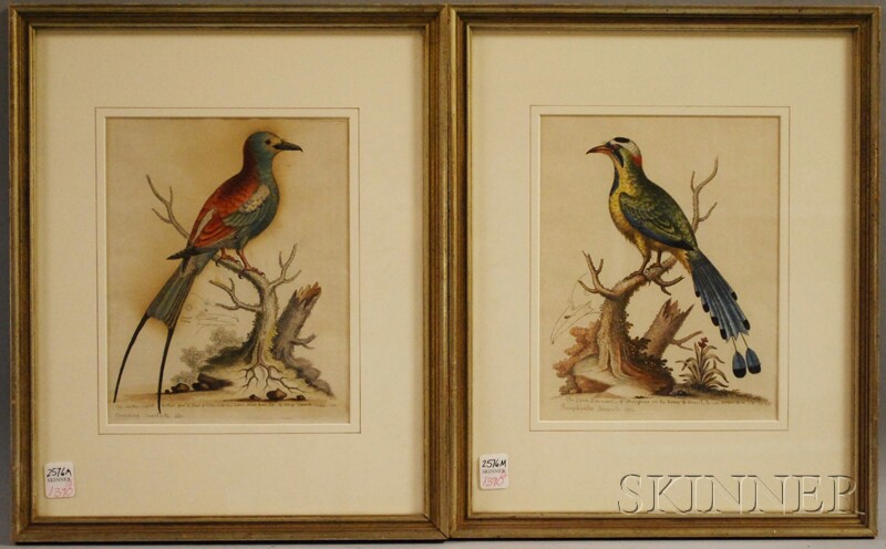 Appraisal: George Edwards English - Lot of Two Ornithological Prints The