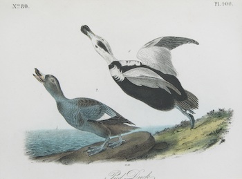 Appraisal: John James Audubon American - Pied Duck Royal Octavo edition