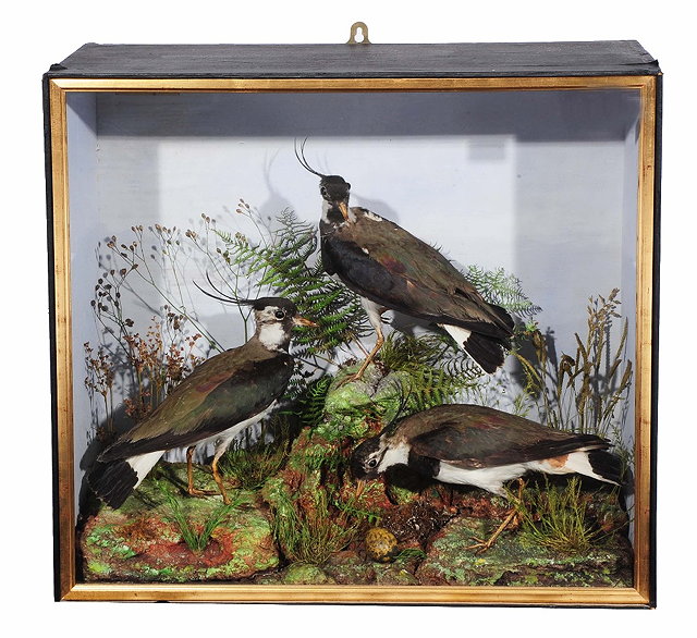 Appraisal: Taxidermy -Three lapwings mounted upon naturalistic groundwork with ferns and