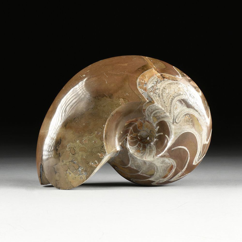 Appraisal: A POLISHED AMMONITE FOSSIL FRAGMENT CIRCA CRETACEOUS PALEOGENE PERIOD A