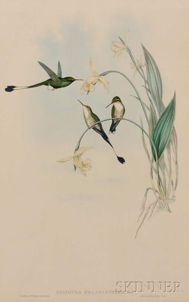 Appraisal: Gould John - Two Hummingbird Prints from Monograph of the