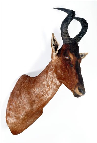 Appraisal: A shoulder-mount of a Red Hartebeest cm high see illustration