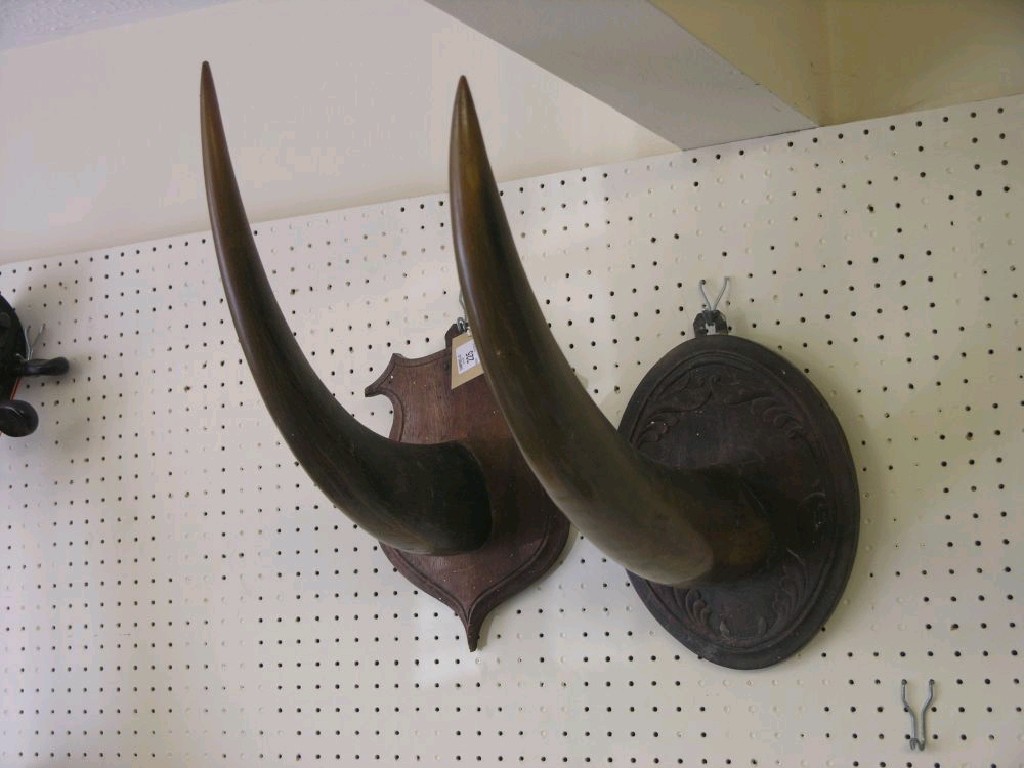 Appraisal: Two th century horns each mounted on hardwood plaque and