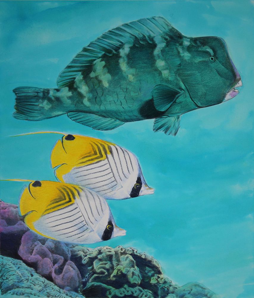 Appraisal: Chris Calle B Parrotfish Chris Calle American B Bumphead Parrotfish