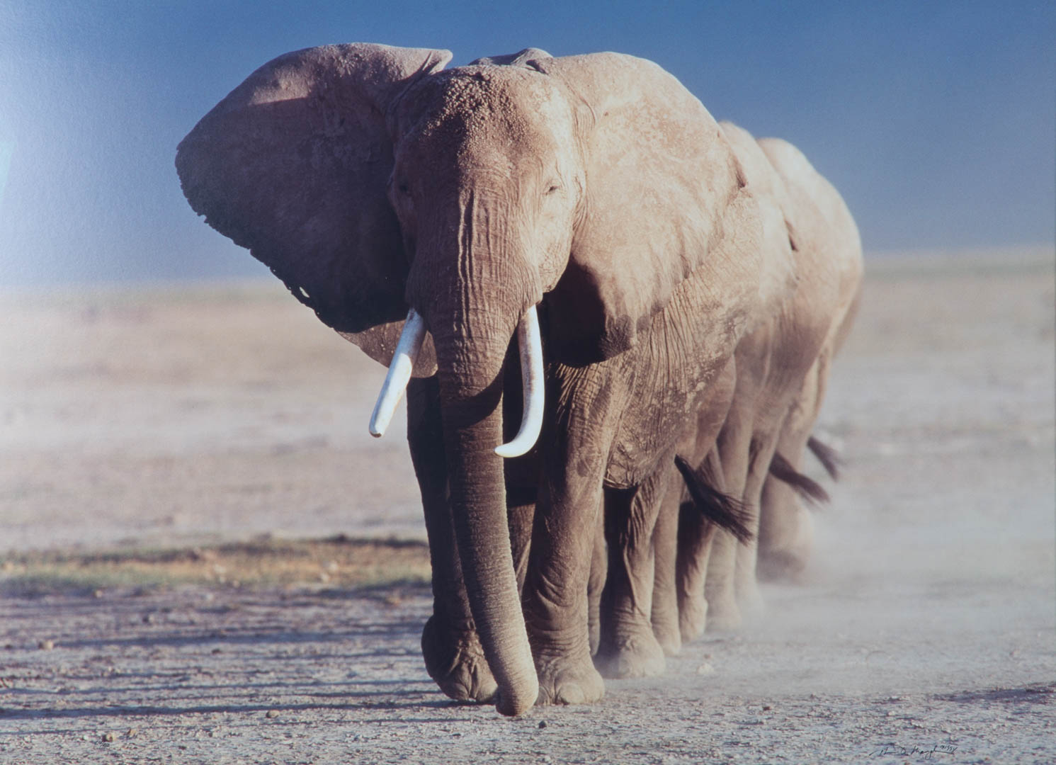 Appraisal: Thomas D Mangelsen Amboseli Crossing photograph American elephant procession signed