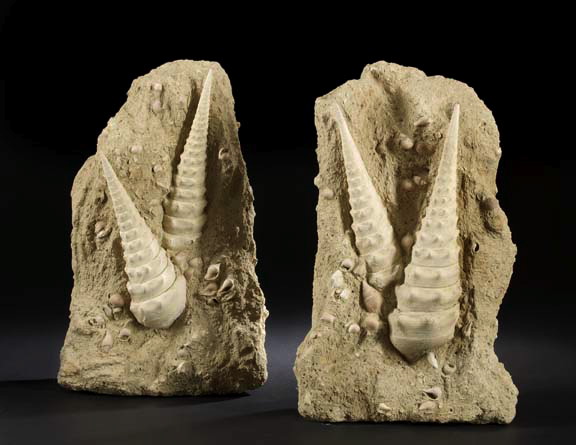 Appraisal: Large Pair of Shell Fossils each set in a later