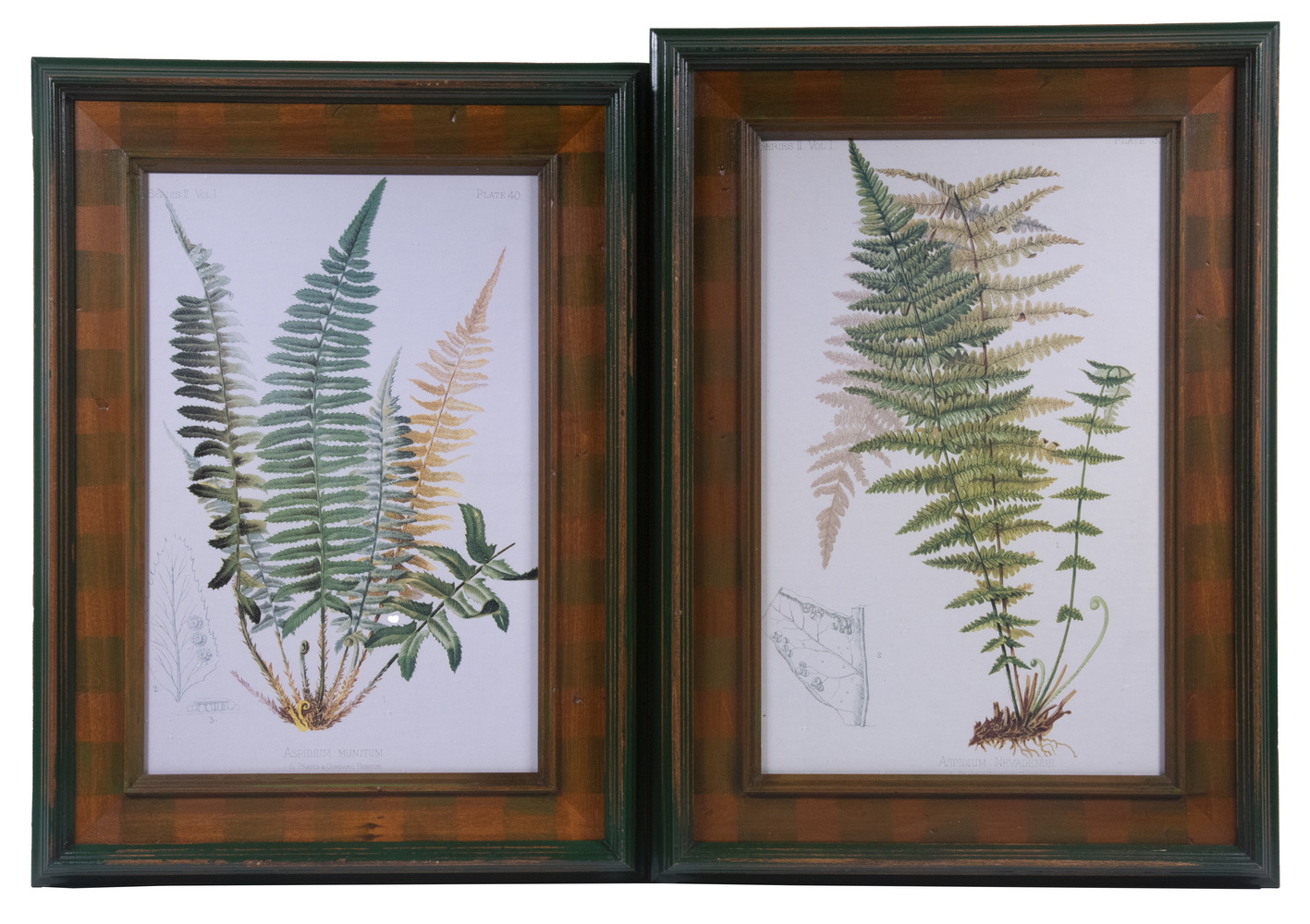 Appraisal: PAIR OF REPLICA PHOTOLITHO PRINTS OF FERNS FRAMED Commercial prints