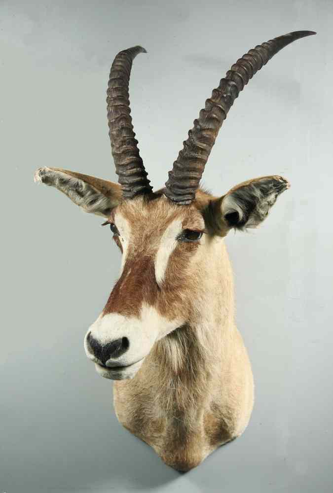 Appraisal: EXOTIC BIG GAME TAXIDERMY MOUNT - Taxidermy Mount of a