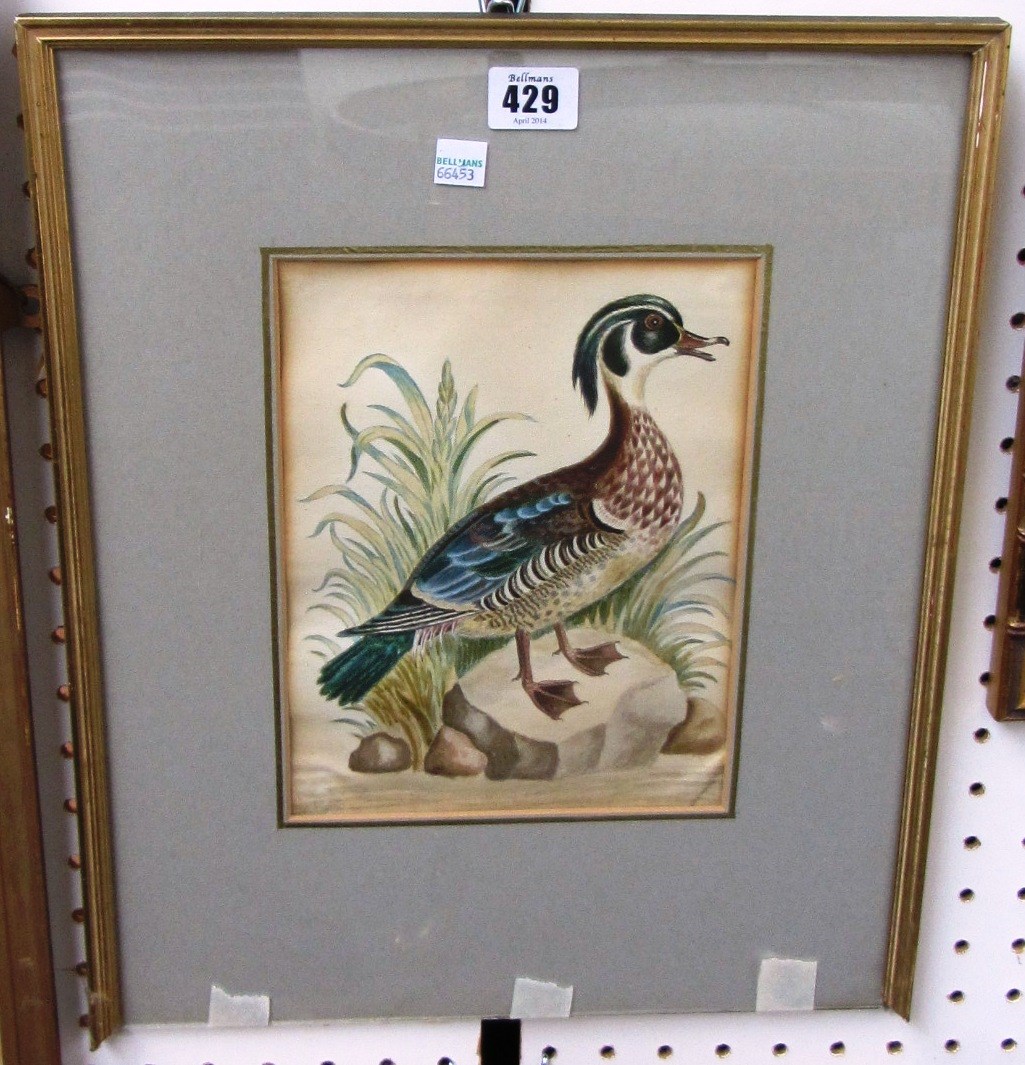 Appraisal: Attributed to Samuel Northcote junior Red Billed Whistling Duck watercolour