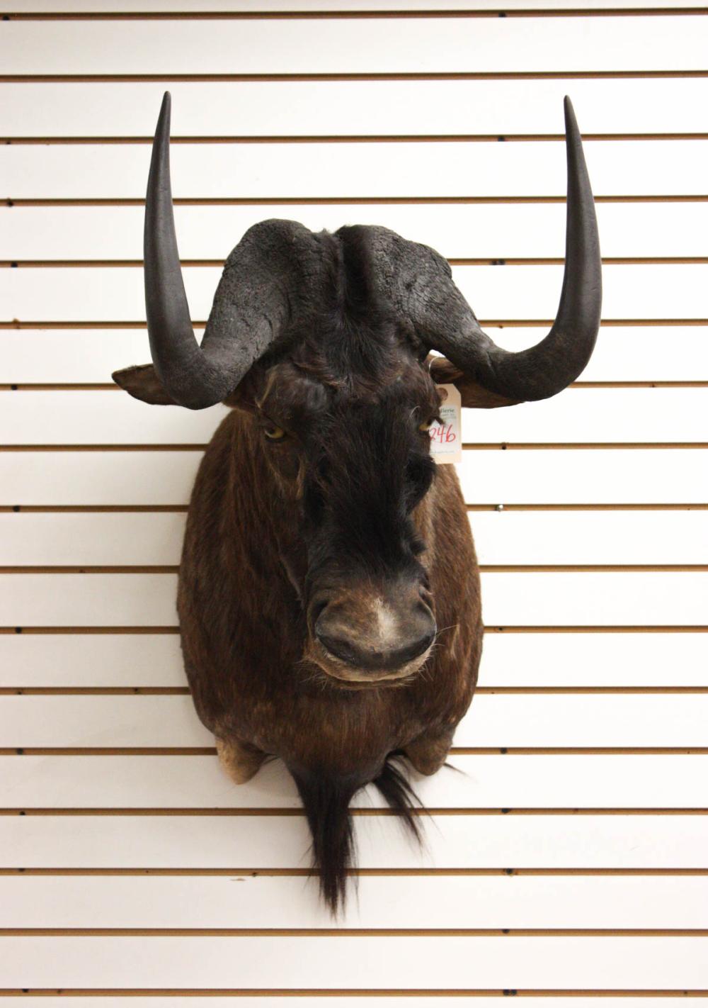 Appraisal: TAXIDERMY MOUNT African Black Wildebeest aka white-tailed gnu South Africa