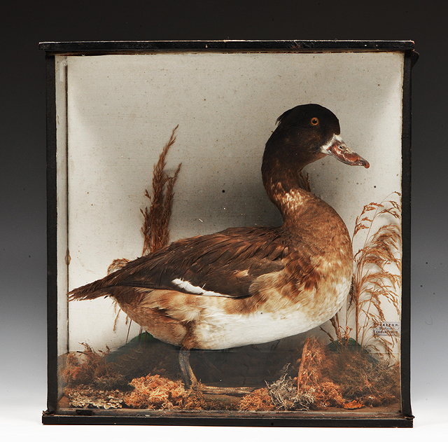 Appraisal: AN OLD PRESERVED DUCK set within a naturalistic setting within