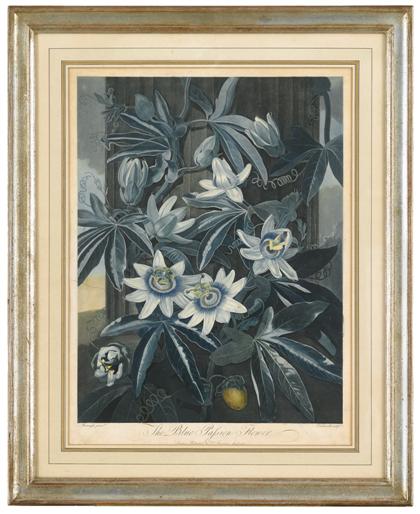 Appraisal: Color aquatint the blue passion flower