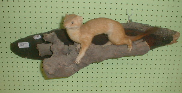 Appraisal: A taxidermy stoat