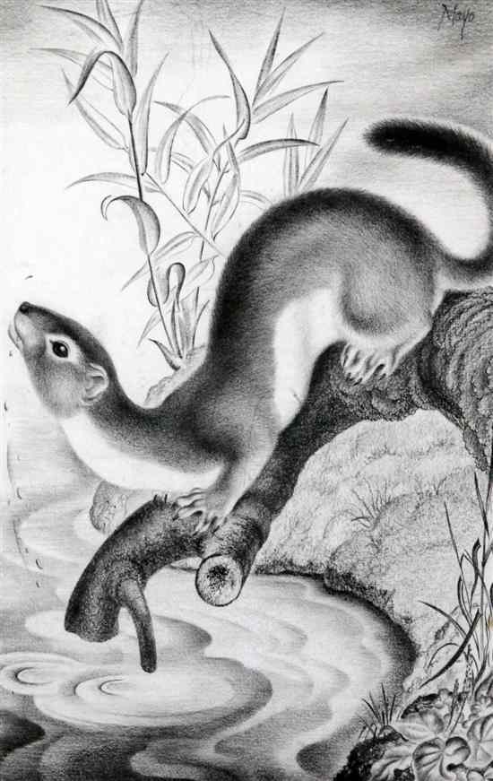 Appraisal: Eileen Mayo - charcoal drawing Stoat beside a stream signed