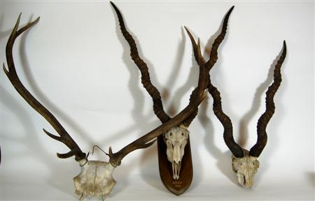 Appraisal: THREE SETS OF ANTLERS EARLY TH CENTURY one mounted and