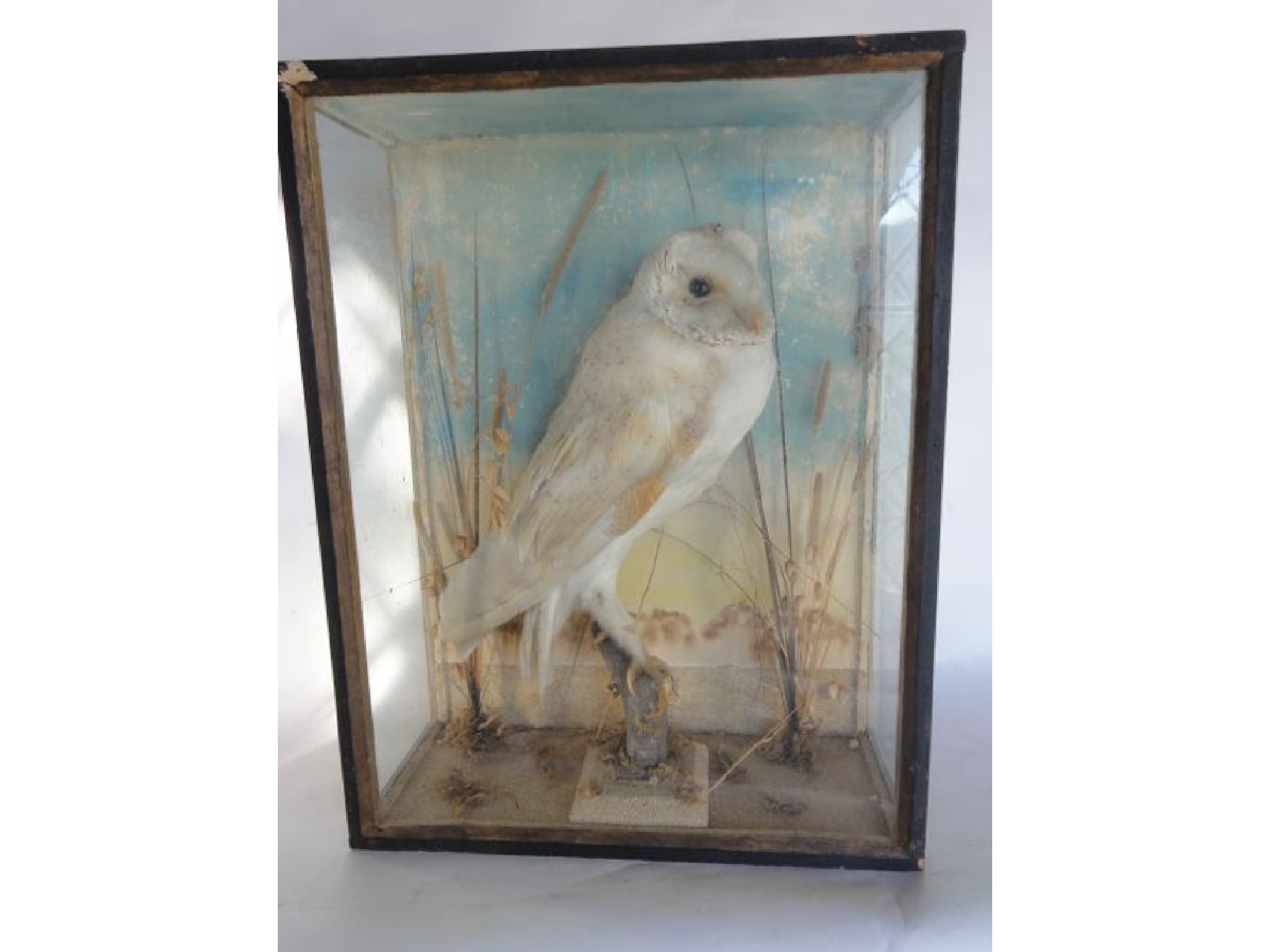 Appraisal: An antique cased taxidermy study of a standing Barn Owl