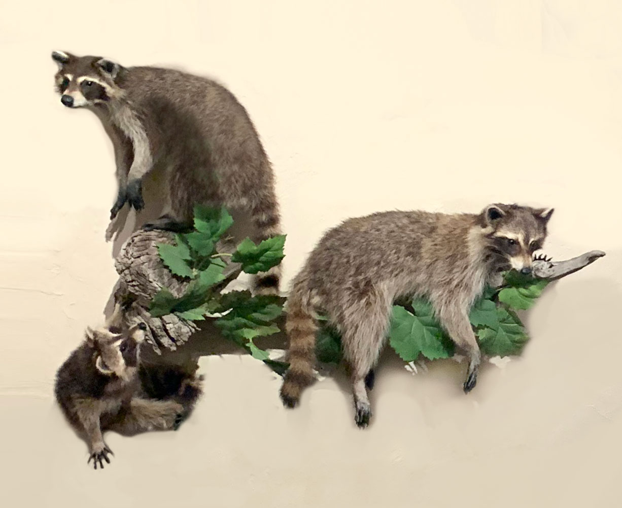 Appraisal: TAXIDERMY RACOON FAMILY Full body taxidermy Racoon family mounted on